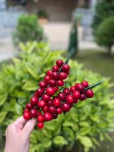 Guest House Shekvetili