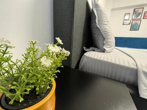 Perfect Host Central Palas Studio