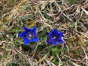 Beautiful Swiss chalet with breathtaking views and a sauna