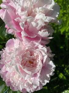 Ferienwohnung Fam. Lerch