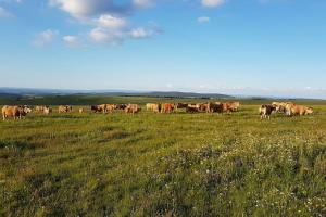 Chalets Buron isole sur l'Aubrac : photos des chambres