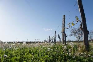 Maisons de vacances Entre Pierre et Vigne - Charming former Winery Farmhouse with Hot Tub : photos des chambres