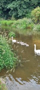 Delightful Devon Cottage