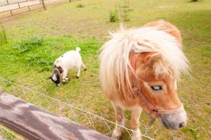 Chalets Au pre des Alizes - insolite a la ferme des Alizes : photos des chambres