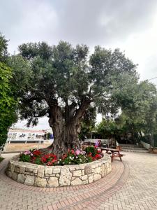 AMNISIADES APARTMENTS