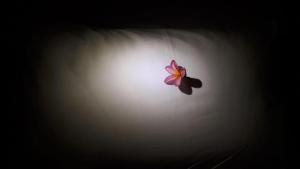 Giường Tầng Trong Phòng Ngủ Tập Thể Cho Nữ  (Bunk Bed in Female Dormitory Room  )