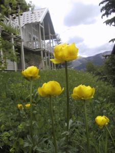 Chalets Chalet en bois a la Foux d'Allos : photos des chambres