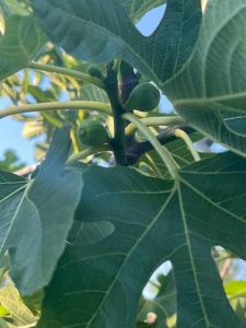 Marbury Heights Skopelos Town Pool Villa Secluded & Stunning