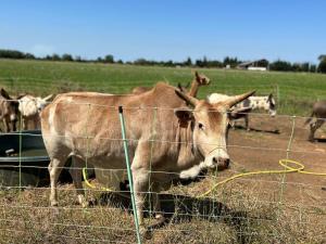 Maisons de vacances Gite a la ferme avec Spa : photos des chambres