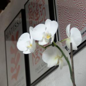 Appartements Suite Toussaint - Calme & Authentique : photos des chambres