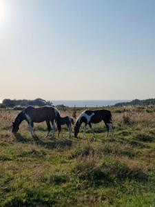 Chalets Chalet Vue Mer, terrasse, nature, poney et trampoline a disposition : photos des chambres