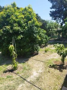 Tropical Garden Faliraki Rhodes