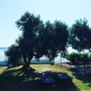 Petras garden