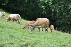 Maisons de vacances Gite a la ferme: Coig de Lamothe : photos des chambres