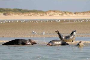 Appartements Escapade Berckoise, Berck Plage : photos des chambres