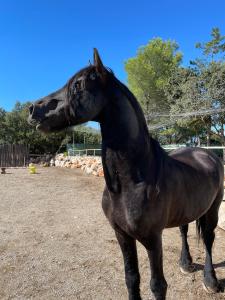 Appart'hotels les gites du parc animalier de ginasservis : photos des chambres