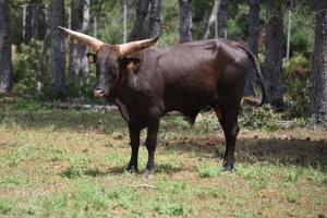 les gites du parc animalier de ginasservis