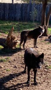 Appart'hotels les gites du parc animalier de ginasservis : photos des chambres