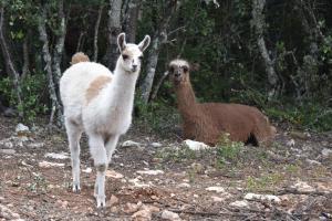 Appart'hotels les gites du parc animalier de ginasservis : photos des chambres