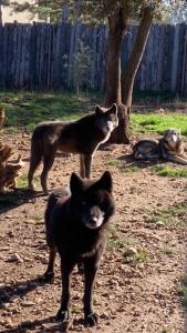 Appart'hotels les gites du parc animalier de ginasservis : Chambre Familiale