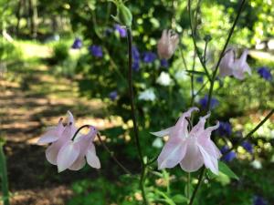 Bobackan pihatorpan kammarit