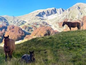 All’ombra del Miletto