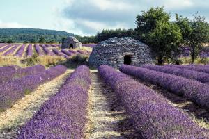 Maisons de vacances Le Cabanon des Lavandes entre Mont Ventoux et Luberon : photos des chambres