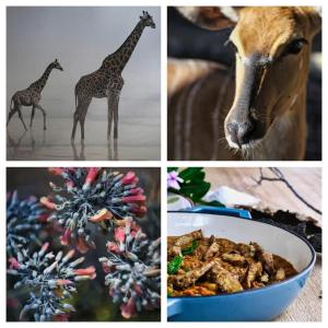 Woodpecker Villa Guesthouse