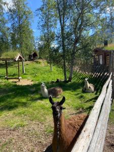 Bardu Huskylodge