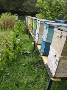 Evas Little House - Acasă la Tăticul Albinelor