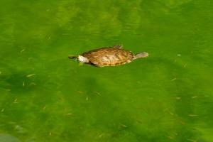 The Navigator - Palm Oasis Alvor -Inclusive