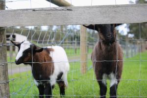 Little Sherwood Drouin Petting Zoo & Cottages