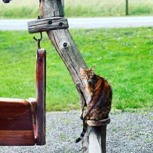 Little Sherwood Drouin Petting Zoo & Cottages