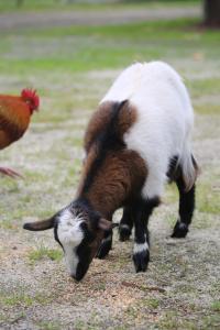 Little Sherwood Drouin Petting Zoo & Cottages