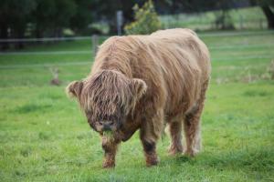 Little Sherwood Drouin Petting Zoo & Cottages