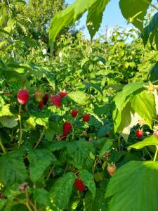 Căbănuță rustică 03