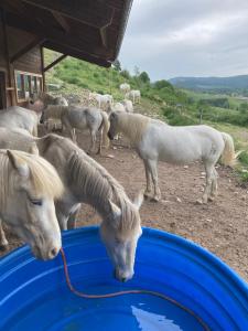 B&B / Chambres d'hotes Chez Herve le Chatelet : photos des chambres