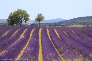 Sejours a la campagne Les Terrasses - Gordes : photos des chambres