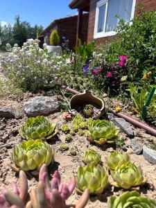 Las cabañas de Tino