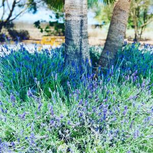 Finca Sa Canova Agroturismo