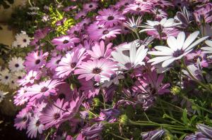 Accanto Alle Mura Rooms & Relax Spa