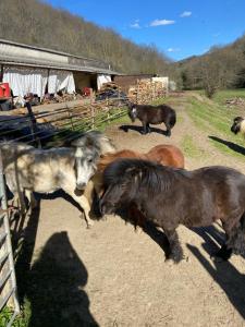 Maisons d'hotes La Bastide d'Albignac : photos des chambres