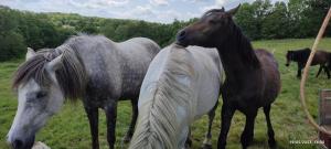 Sejours a la ferme La vergne : photos des chambres