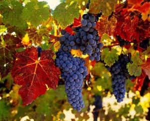 Appartements Gite Au Coeur Du Vignoble : photos des chambres