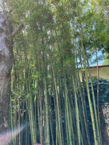 Bamboo apartment 1 Herceg Novi