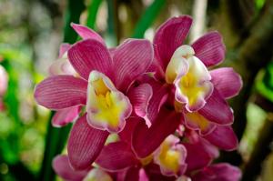 Chalé Flores e Amores