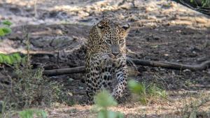 Yala Avian Eye Safari