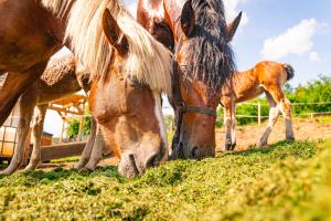 Domki w Górach "Osadowe Wzgórze" w Wiśle