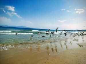 Blue Horizon-Ghougine