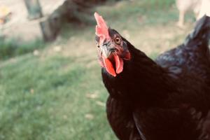 Alpenbauernhaus Konzett